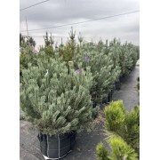 Сосна Watereri (extra) 100-120 см